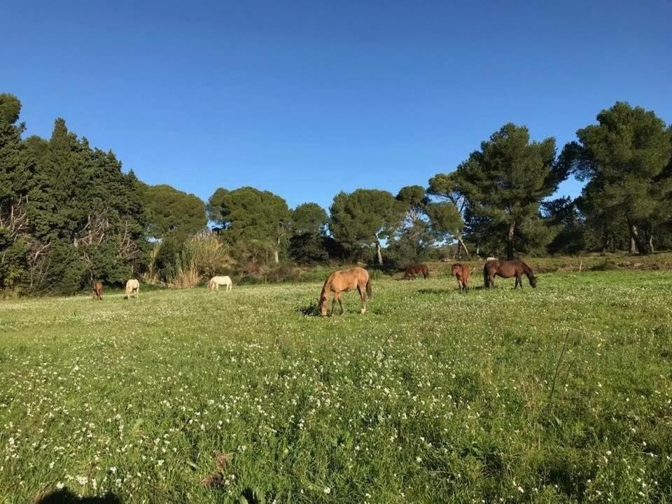 Domaine Cap Rubis Acomodação com café da manhã Paradou Exterior foto